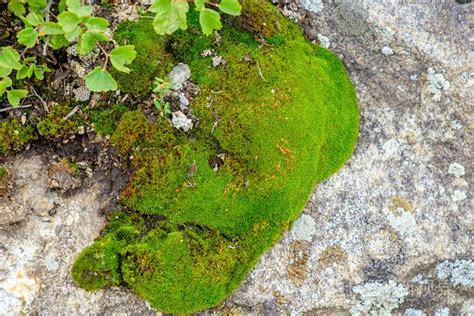 青苔形成|青苔的生长奥秘：从土壤到绿意的旅程